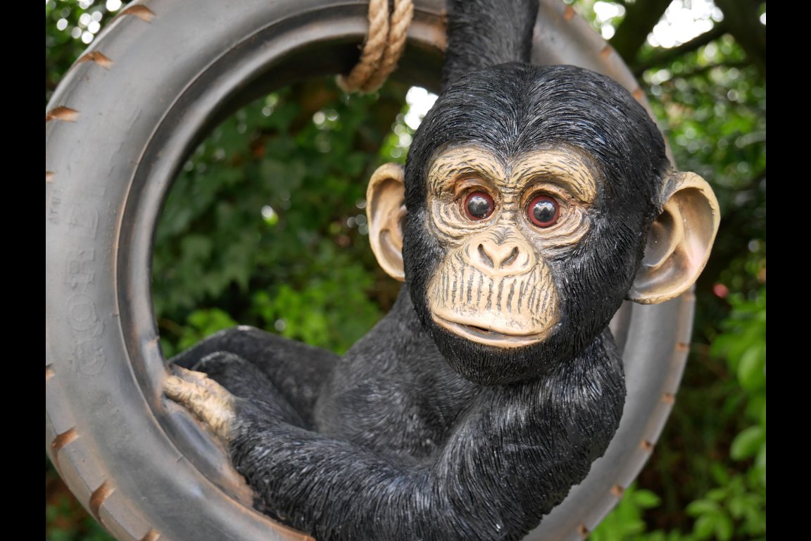 Chimpanzee On Tyre Swing