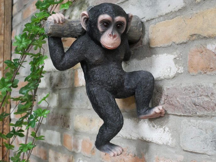 Monkey Hanging On A Branch
