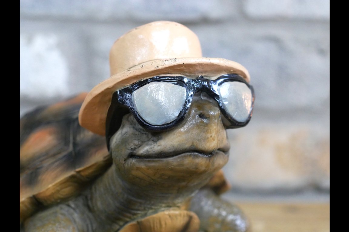 Holiday Tortoise