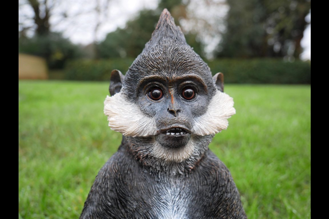 Bearded Monkey