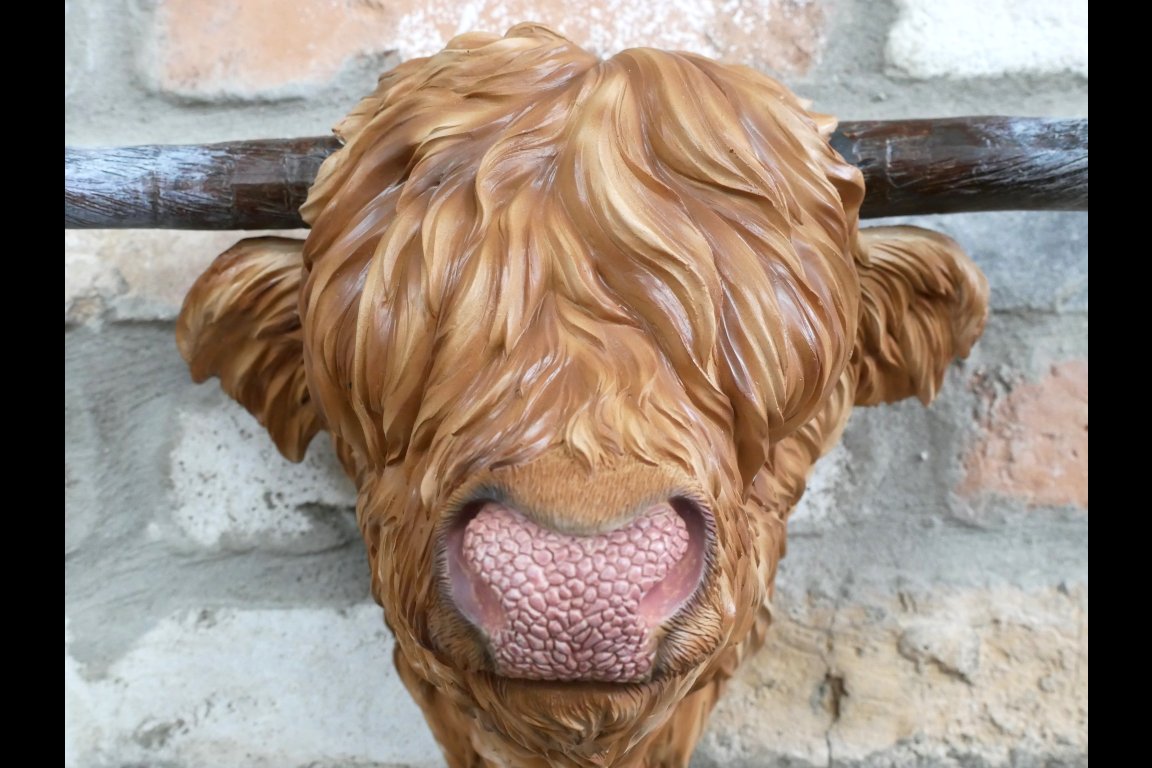 Cow Head