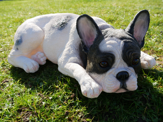 Laying Dog
