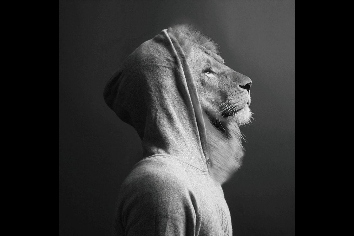 Lion In Hoodie Wall Art - Mini