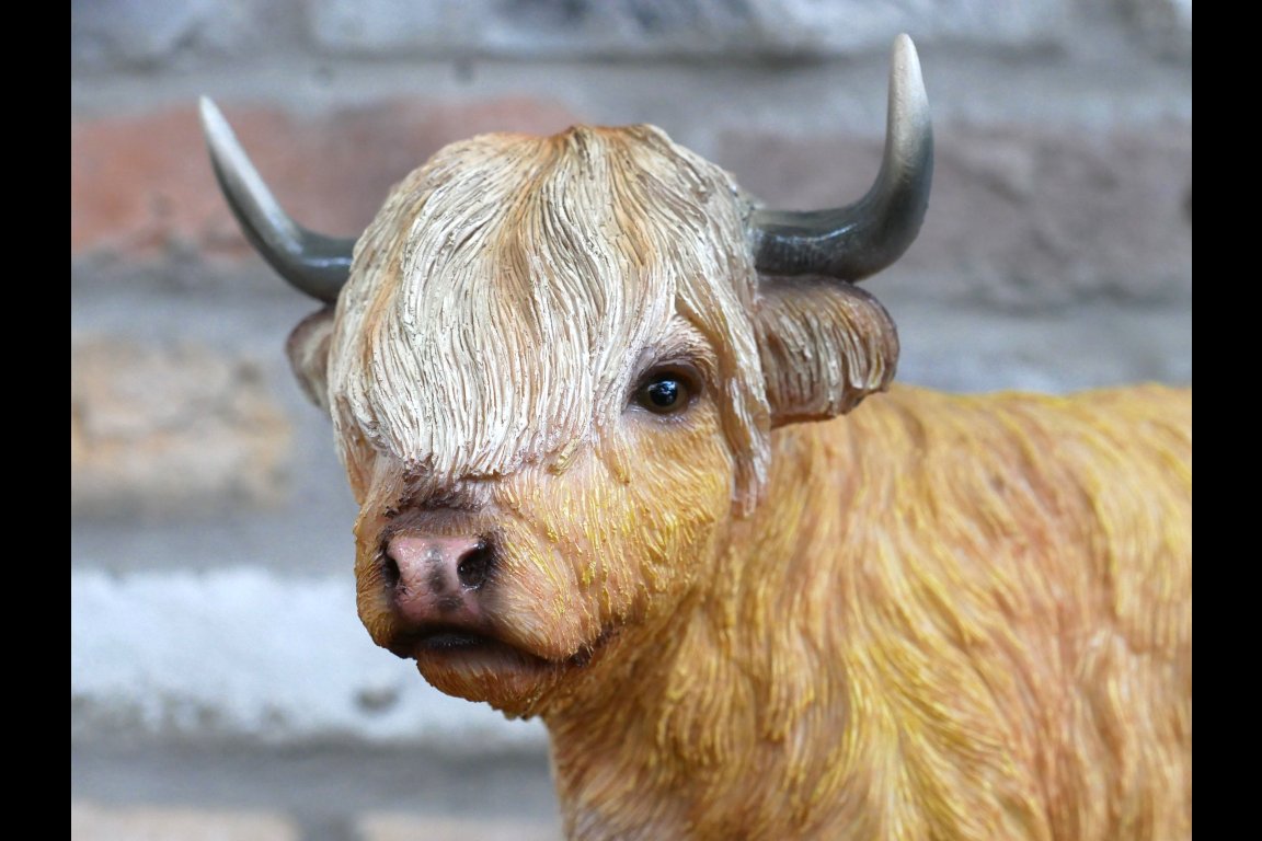 Highland Cow