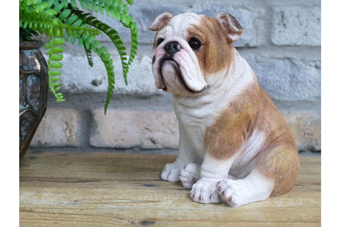 Bulldog