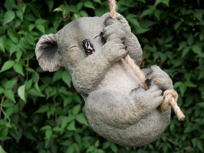 Hanging Koala