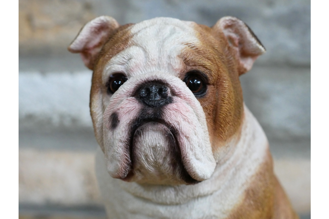 Bulldog