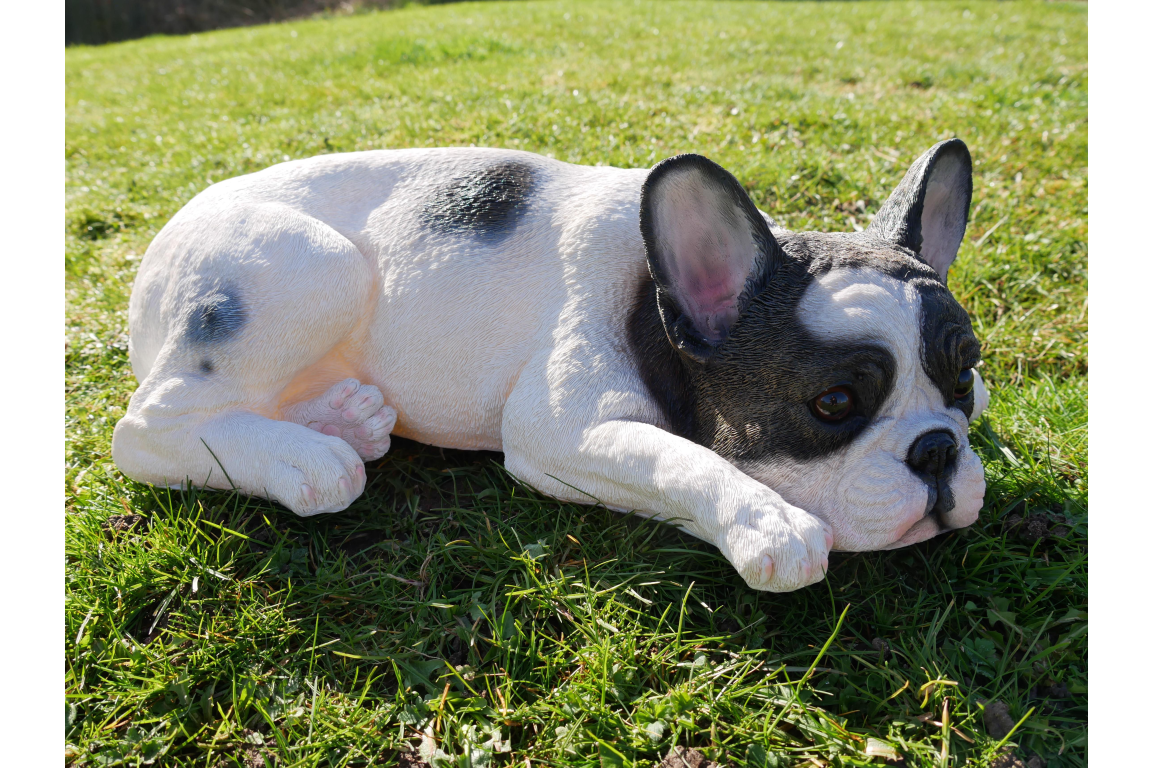 Laying Dog