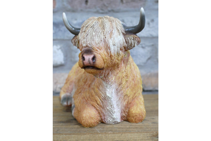 Laying Highland Cow