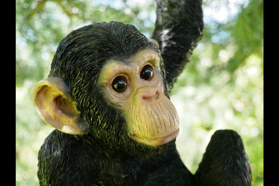 Climbing Monkey
