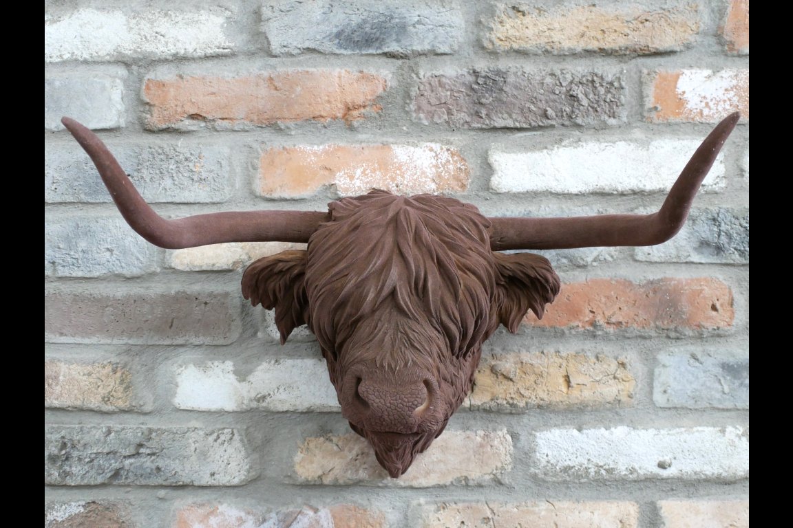 Cow Head