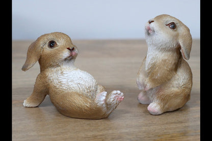 Mini Rabbits