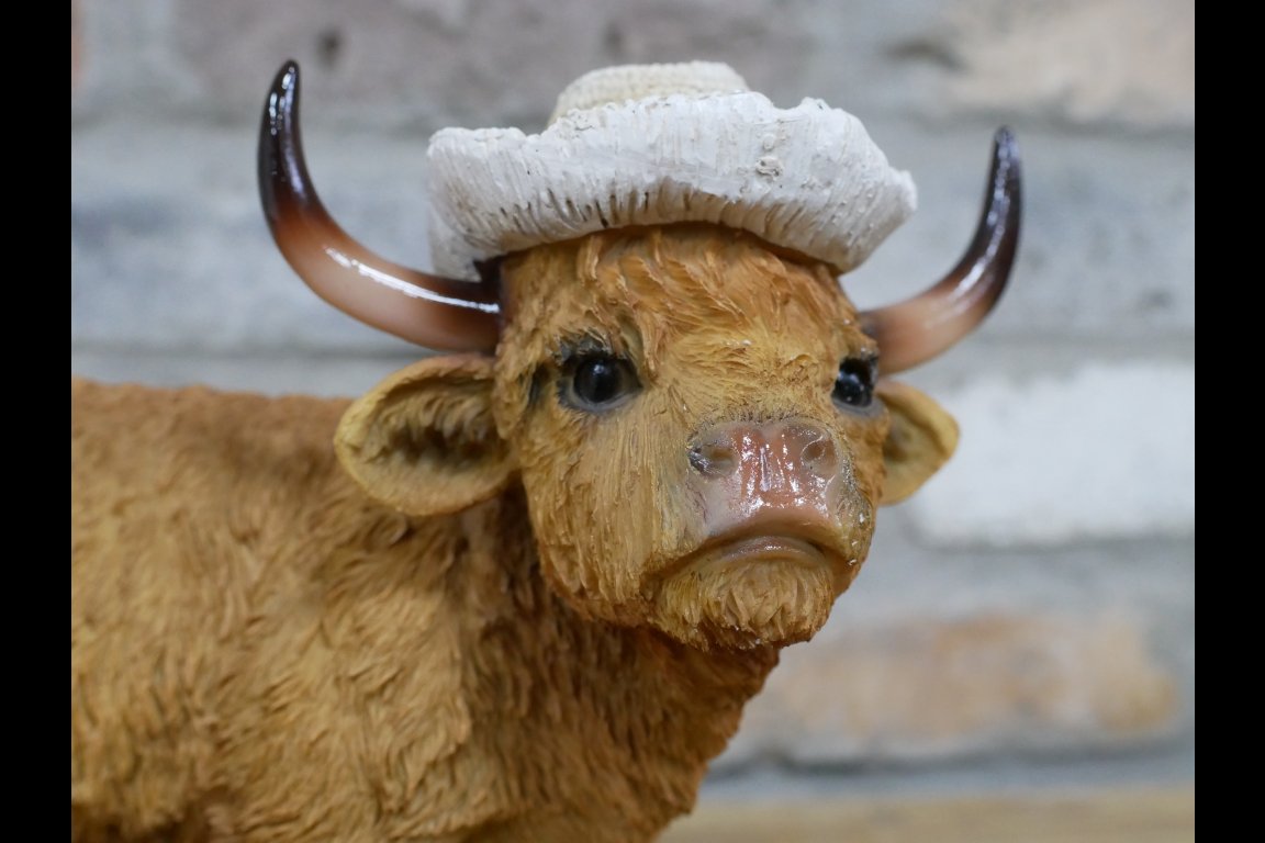 Highland Cow - Large