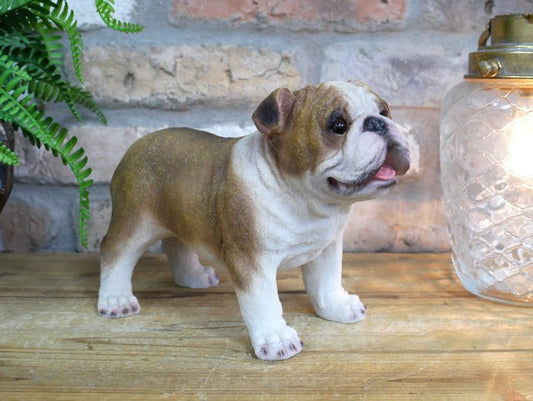 Bulldog