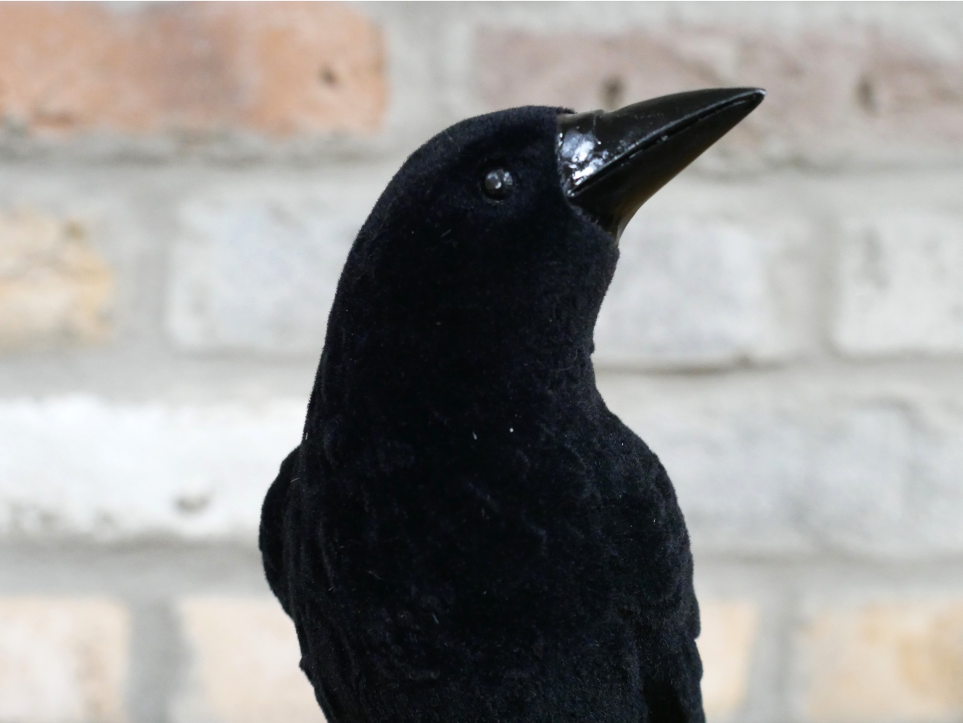 Crow On Skull