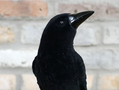 Crow On Skull