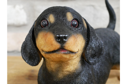 Playful Puppy