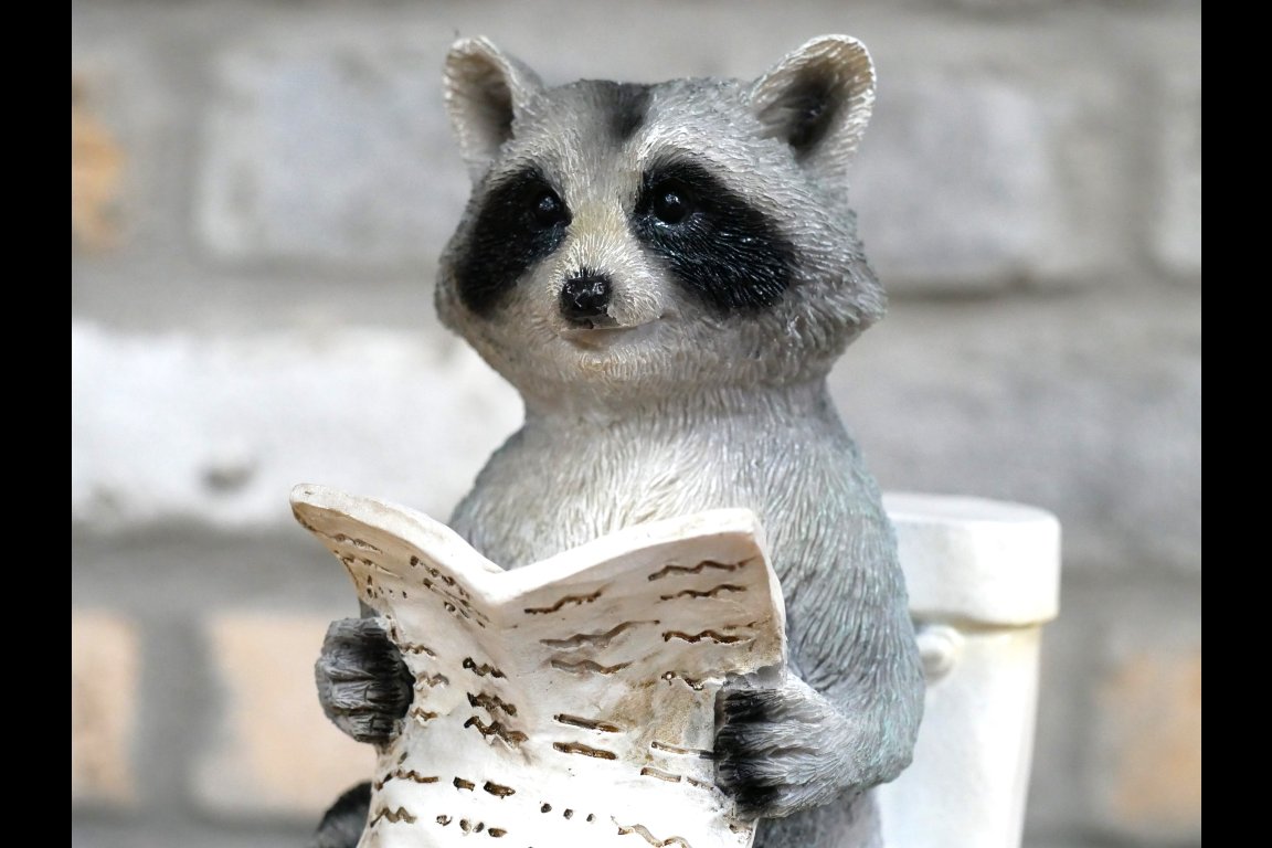 Racoon On The Loo