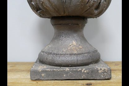 Acorn