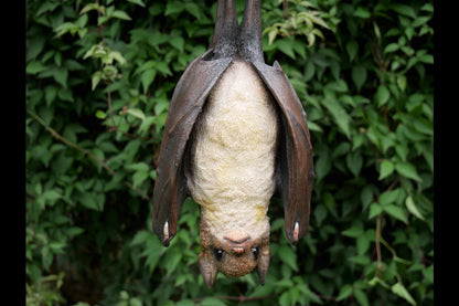 Hanging Bat