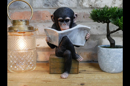 Monkey Reading The News