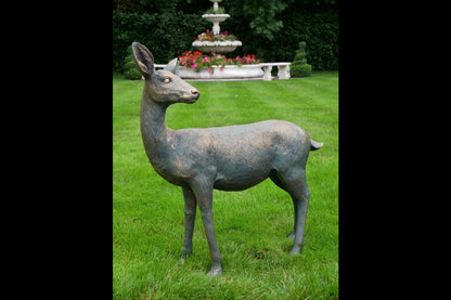 Deer