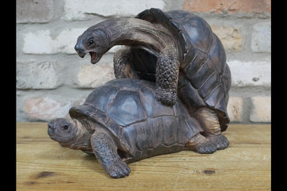 Happy Tortoises
