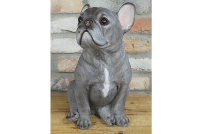 Sitting Dog (Frenchie)