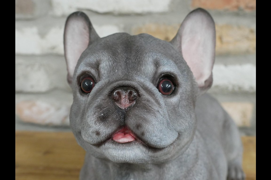 Laying Dog (Frenchie)