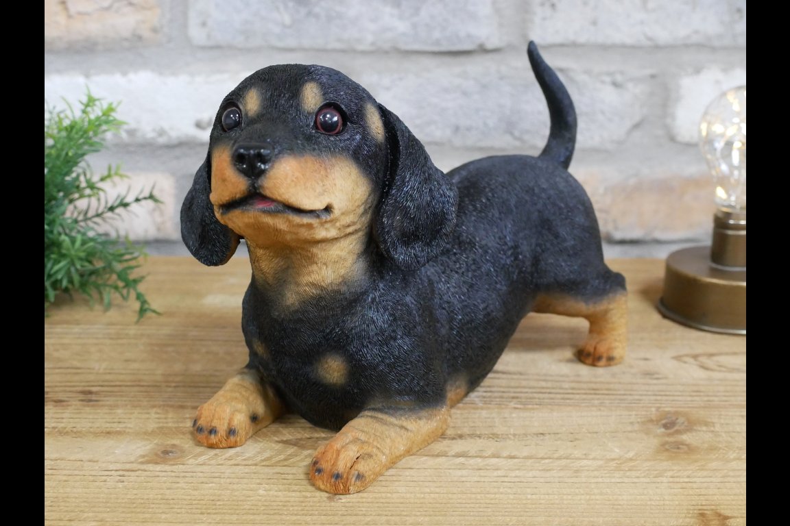 Playful Puppy