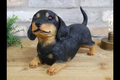 Playful Puppy