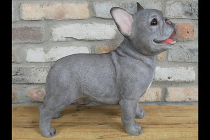 Standing Dog (Frenchie)