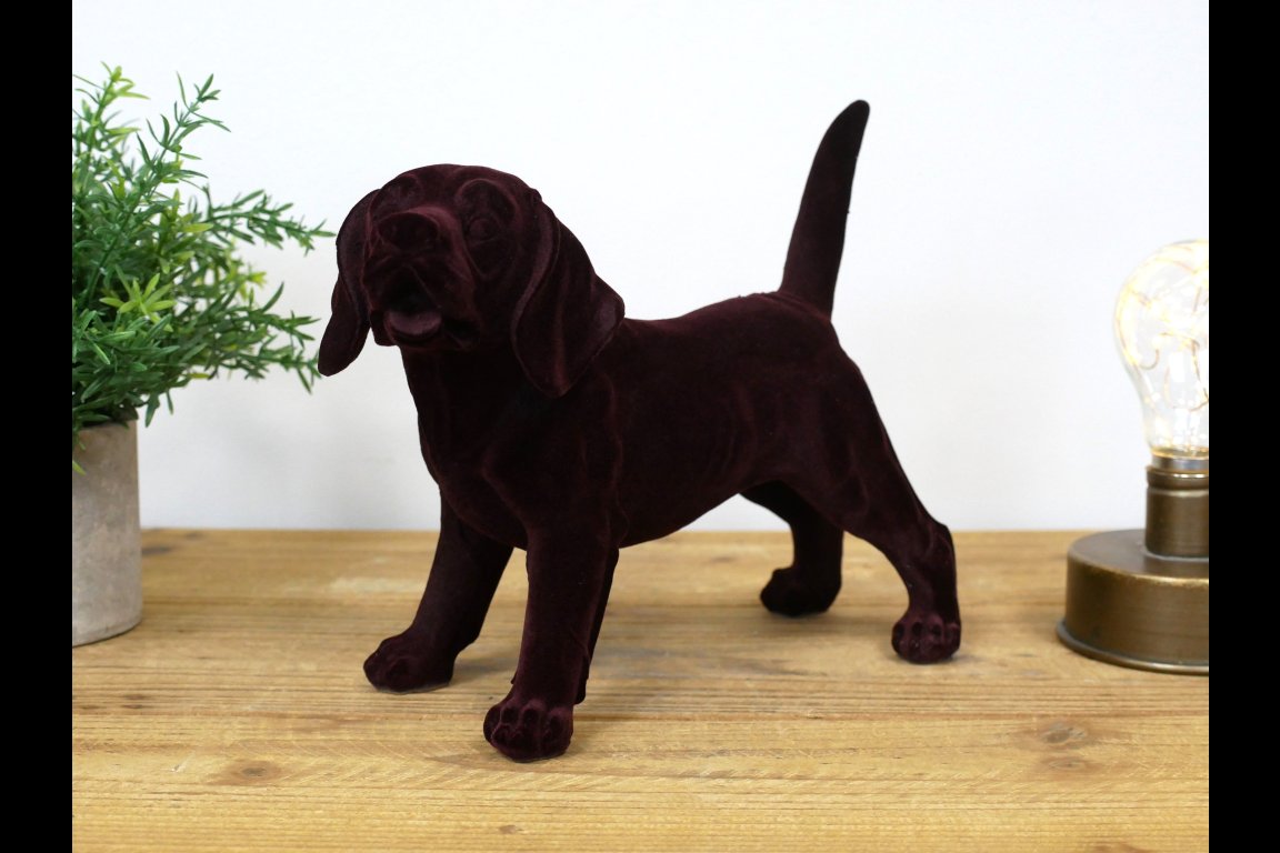 Brown Dog