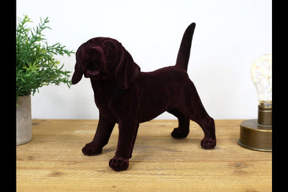 Brown Dog