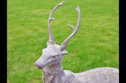 Pair of Stag's