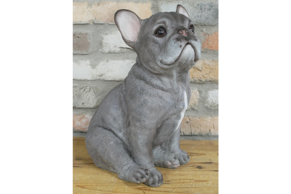 Sitting Dog (Frenchie)