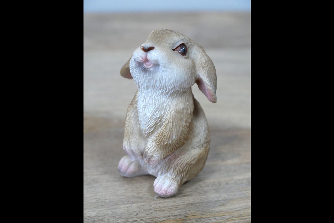 Mini Rabbits