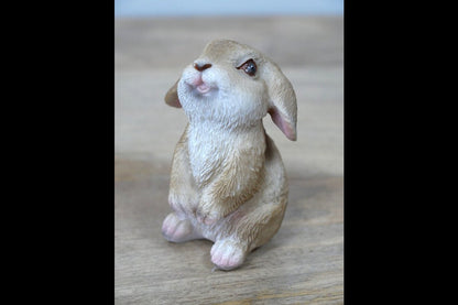 Mini Rabbits