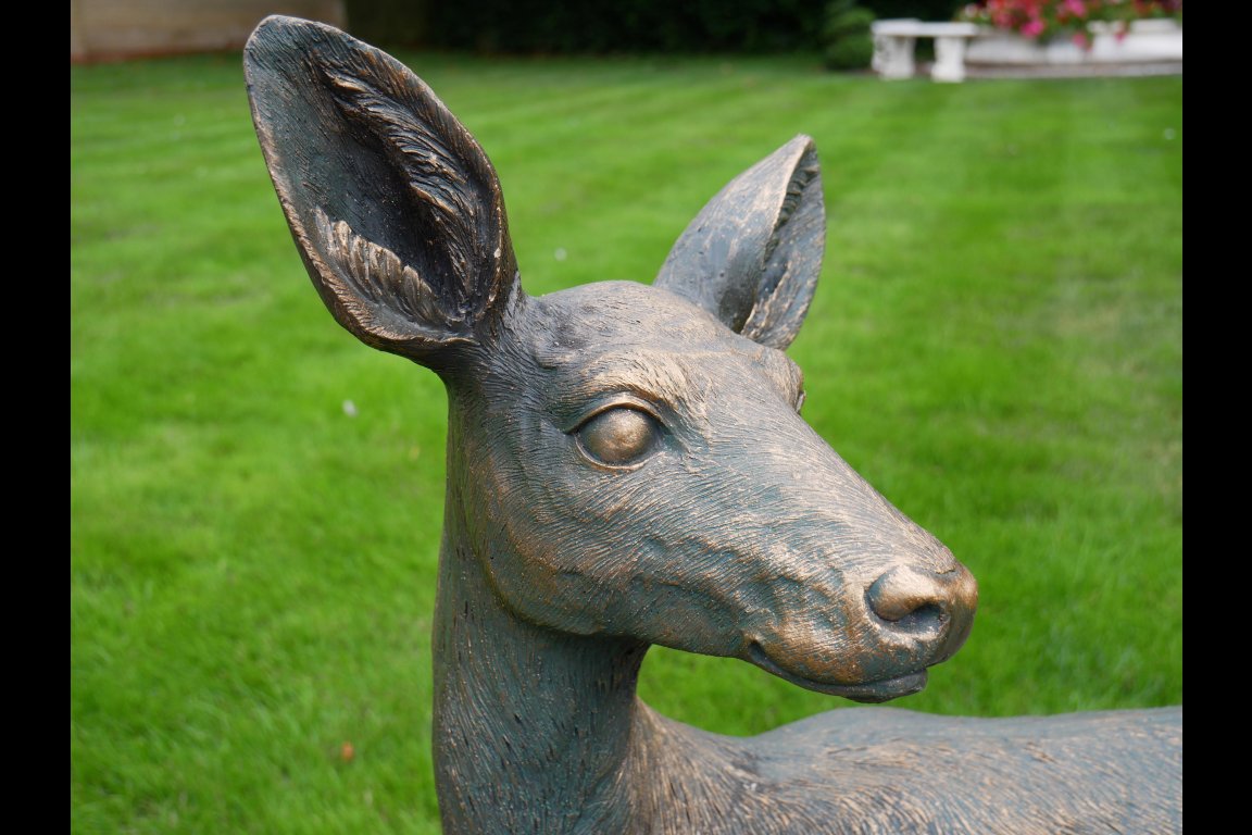 Deer