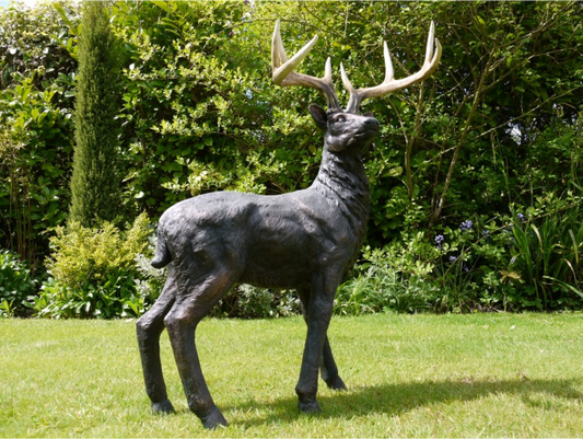 Stag