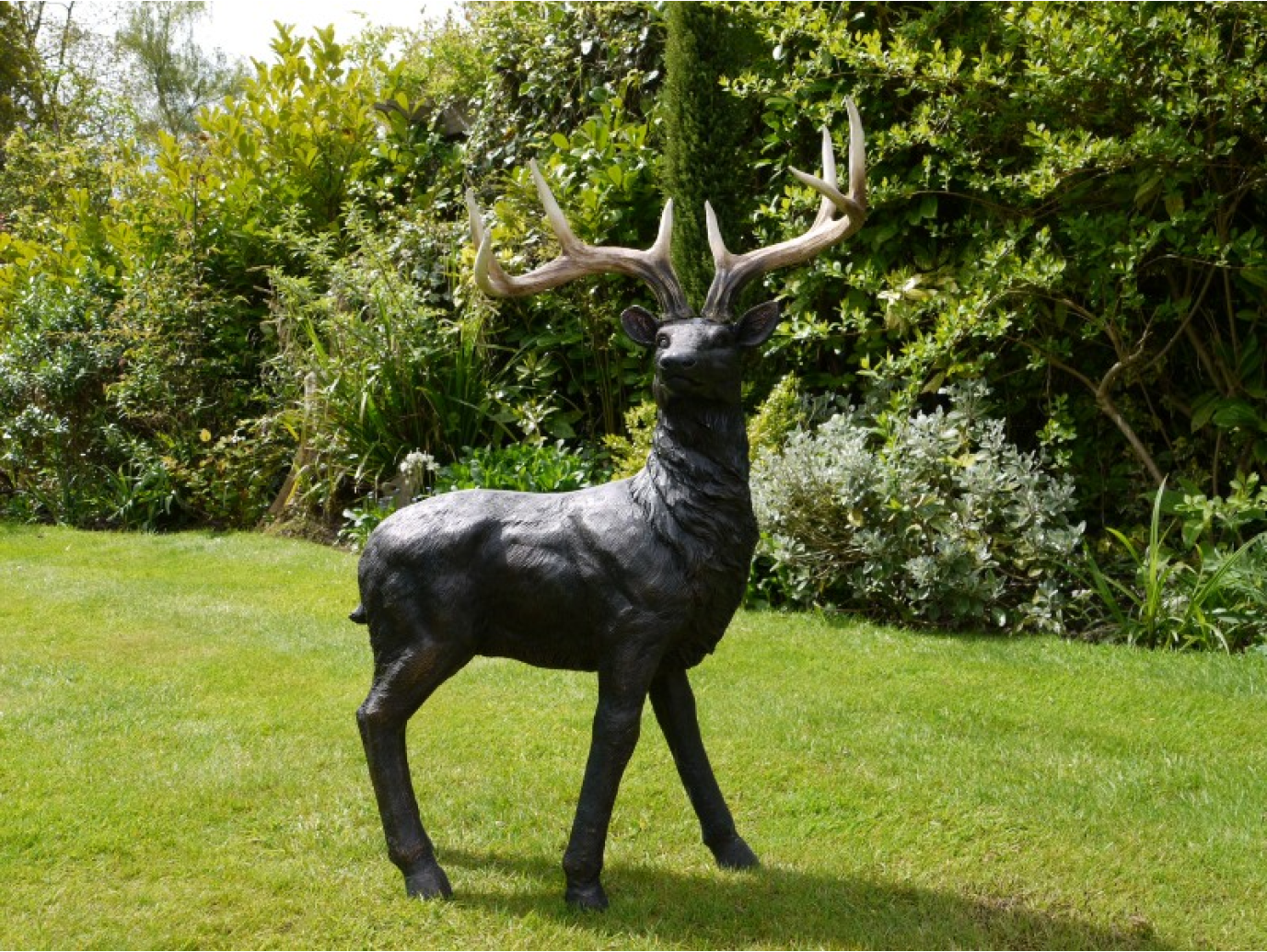 Stag