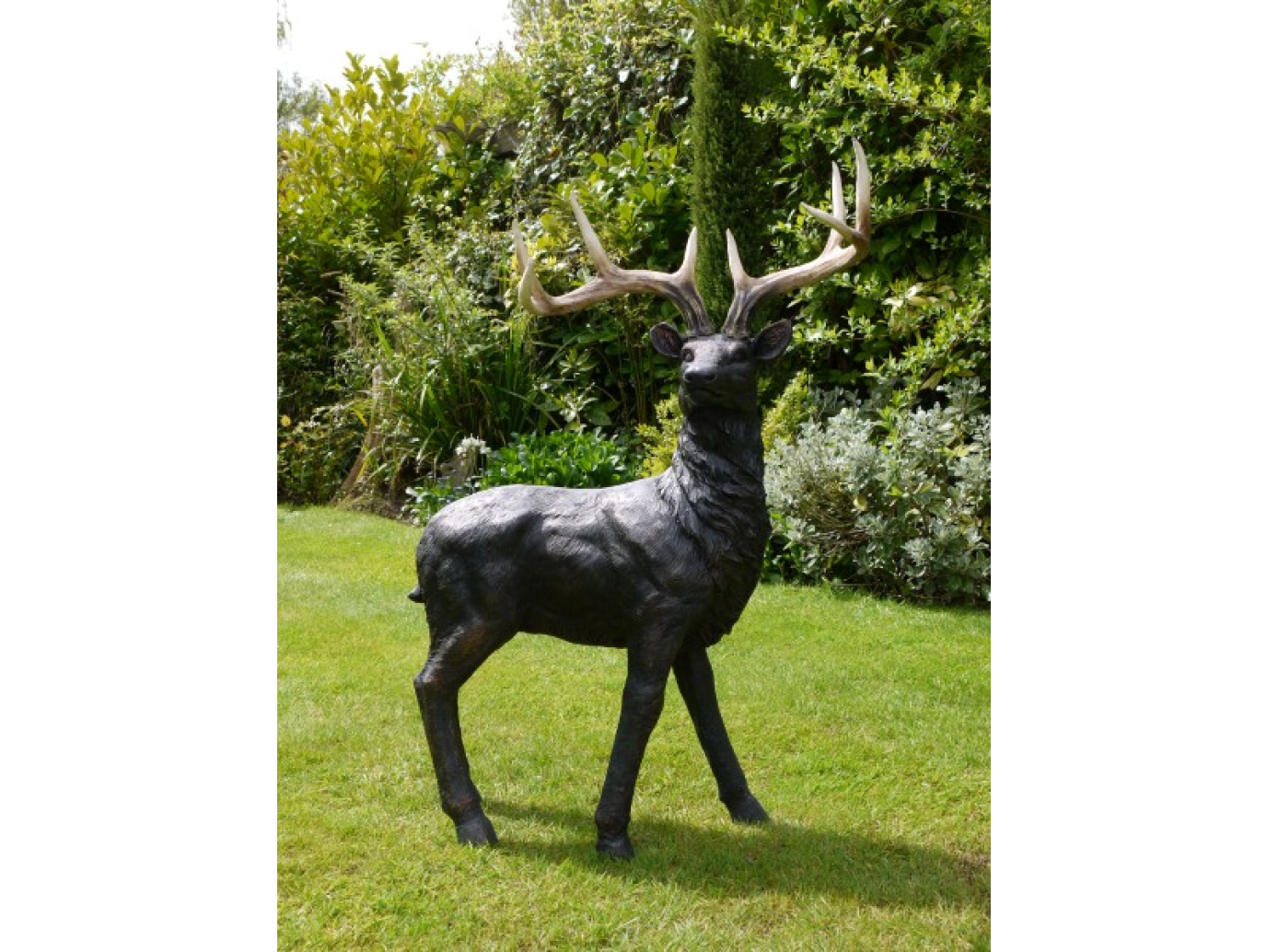 Stag