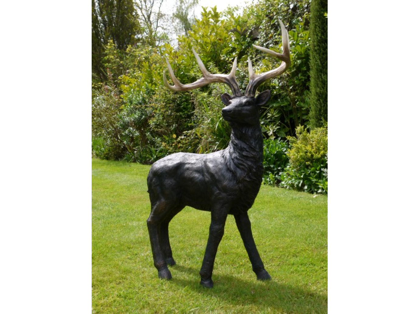 Stag