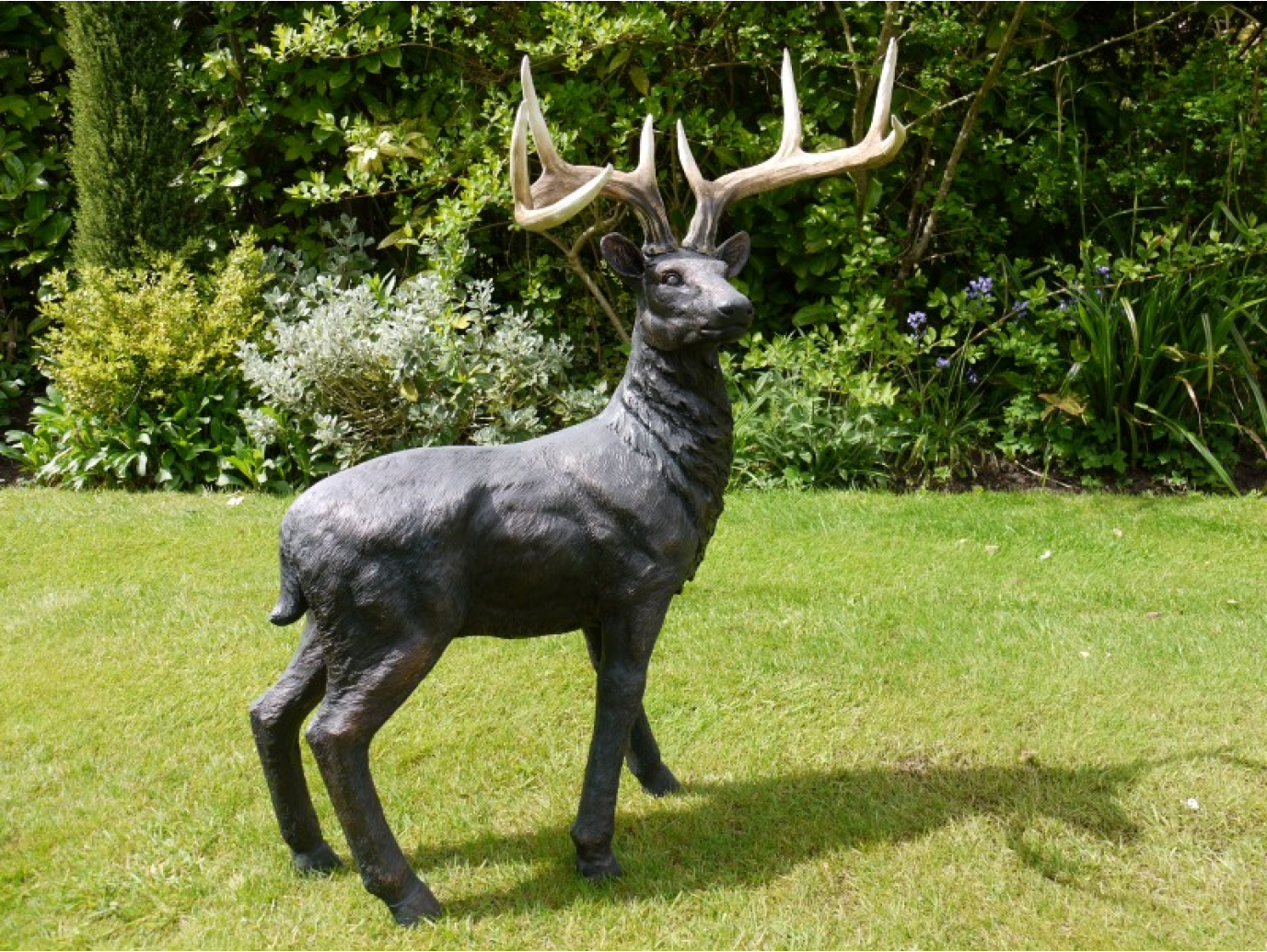 Stag