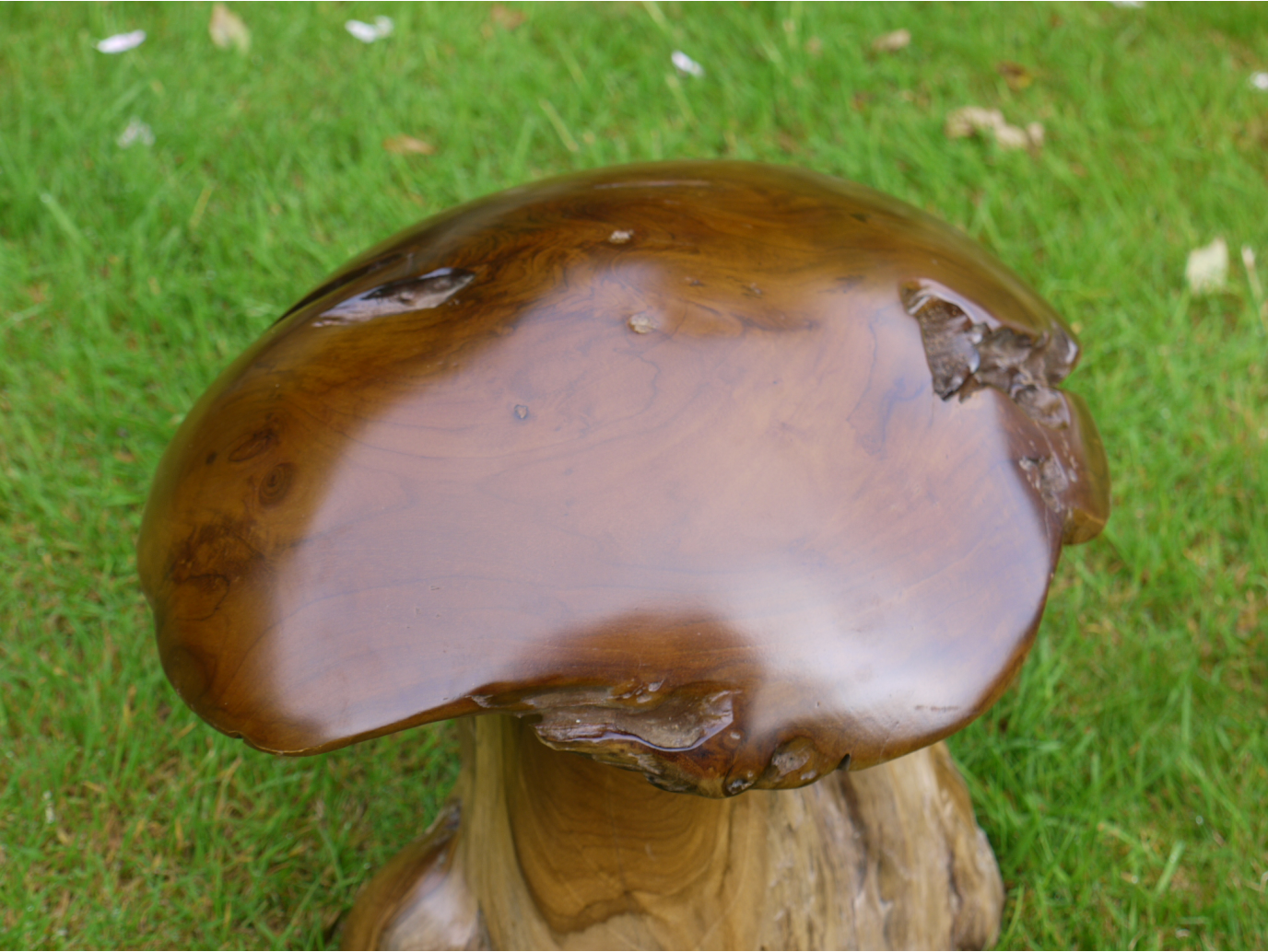 Wood Mushroom