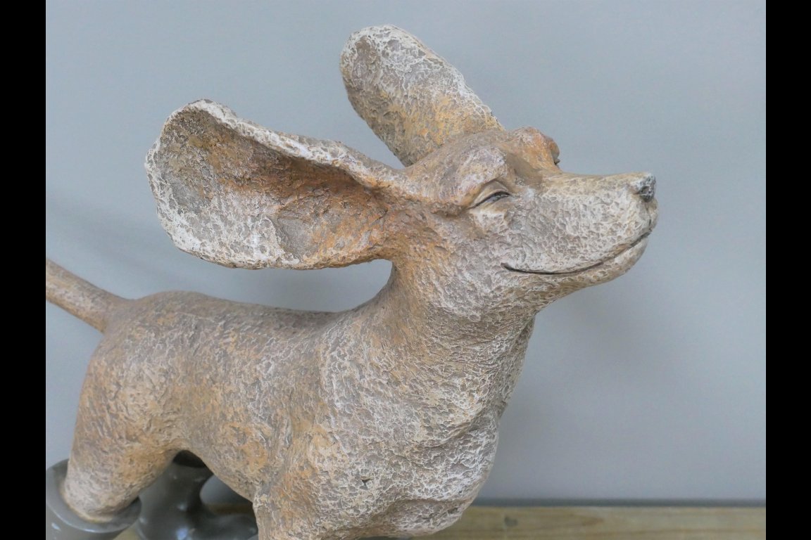Dog In Wind