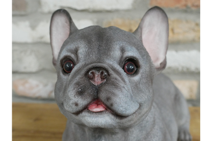Laying Dog (Frenchie)