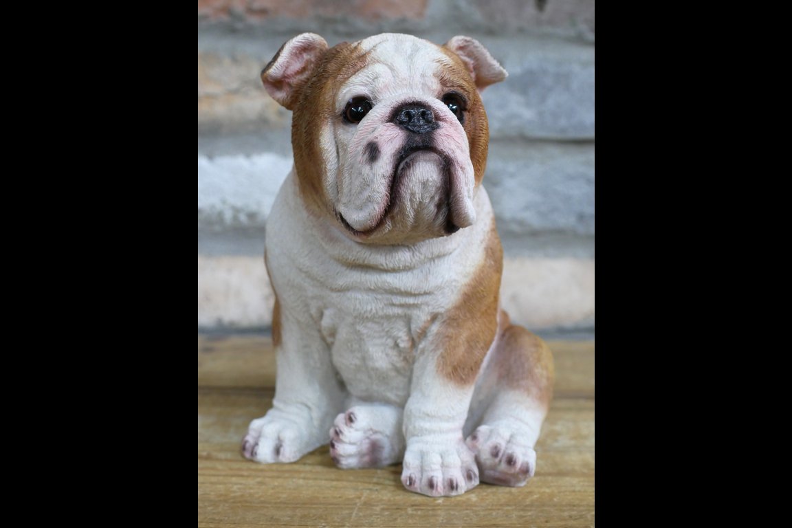 Bulldog