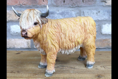 Highland Cow