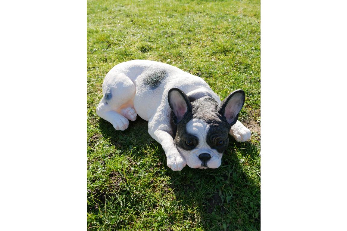 Laying Dog
